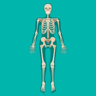 İskelet insan anatomisi. Tıbbi illüstrasyon. Vektör çizim