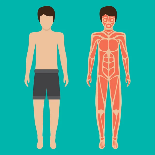 Sistema del cuerpo humano y el sistema muscular. Ilustración vectorial — Archivo Imágenes Vectoriales