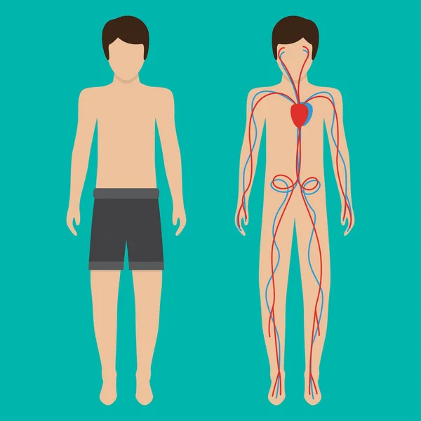 Sistema del cuerpo humano y sistema circulatorio. Ilustración vectorial — Vector de stock