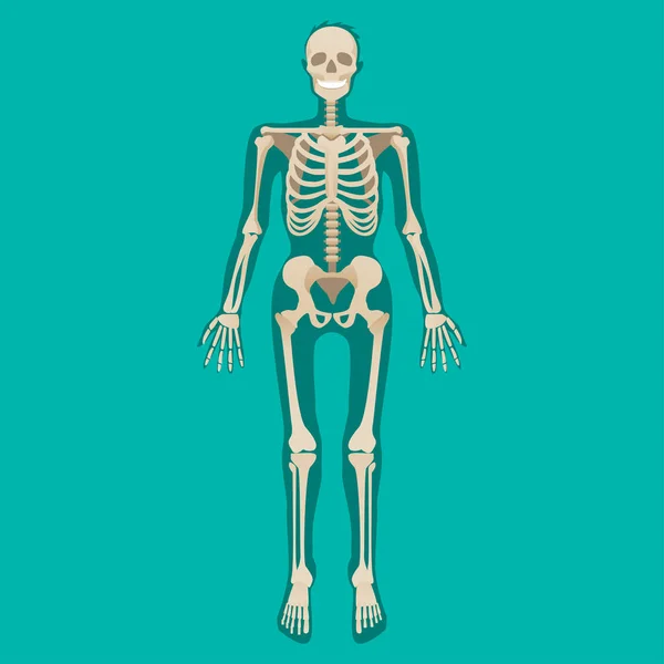 뼈대 인간 해부학입니다. 의료 일러스트입니다. 벡터 일러스트 레이 션 — 스톡 벡터