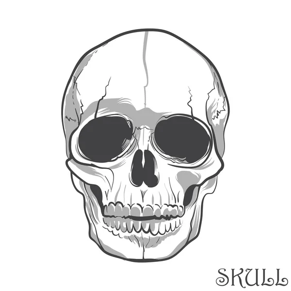 黒と白の人間の頭蓋骨。ベクトル図 — ストックベクタ