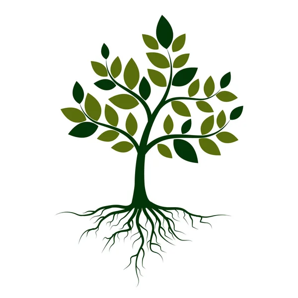 Albero verde con radici su sfondo bianco. Illustrazione vettoriale — Vettoriale Stock