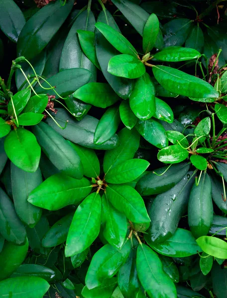 Rododendron Katawbiense. Yağmurdan sonra yeşil çalılar. Bitkiye yağmur damlaları.