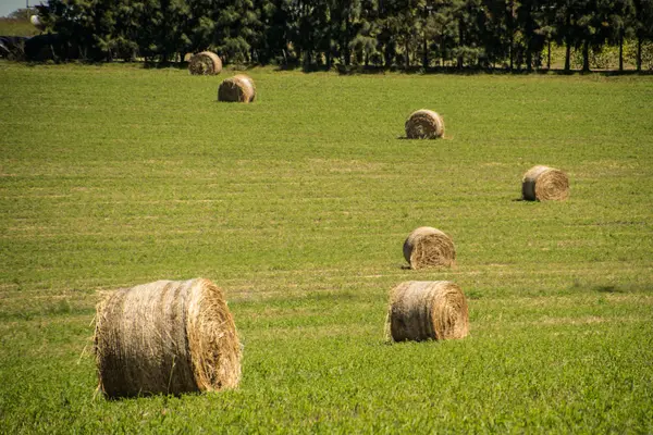 Agriculture rolls in green grass — Stock Photo, Image