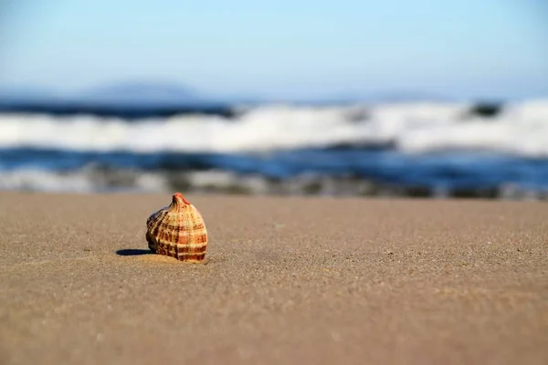A concha na praia — Fotografia de Stock