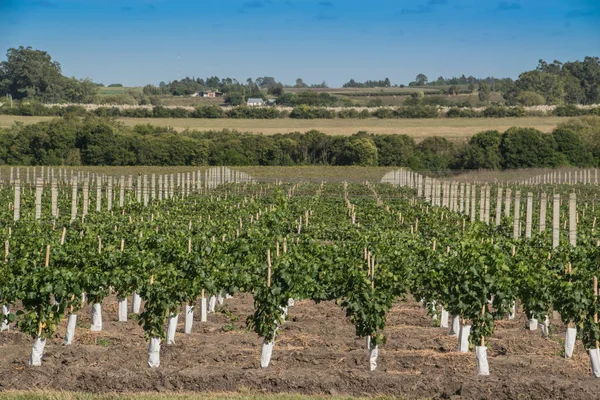 Prachtige wijngaarden onder een blauwe hemel. — Stockfoto