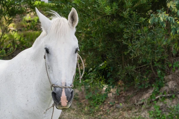 White Horse Portrait — Stock Photo, Image