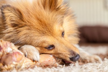 Bir domuz kemik Shetland koyun kemikleri