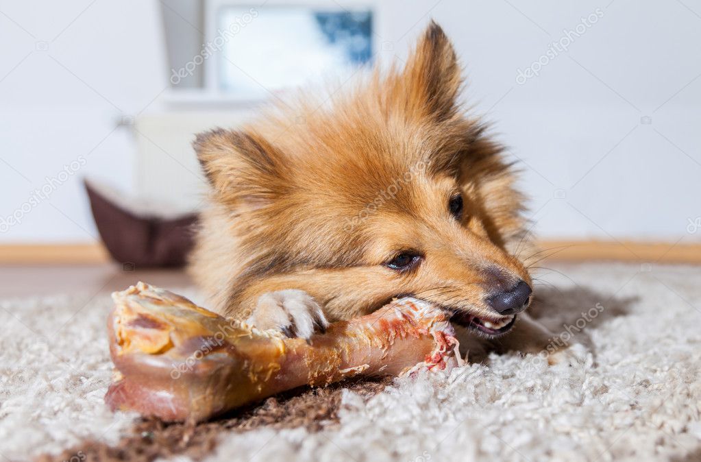 Shetland Sheepdog chews a pig bone