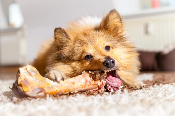 Shetland Sheepdog chews a pig bone
