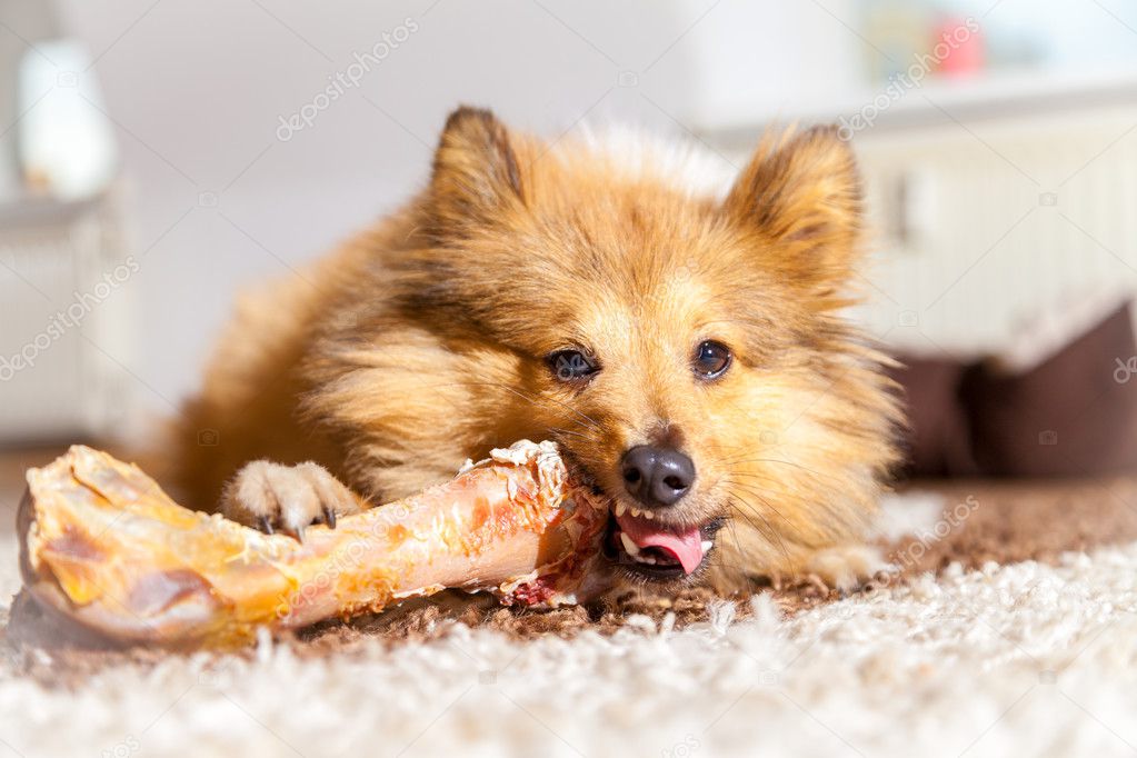 Can A Dog Eat A Whole Bone
