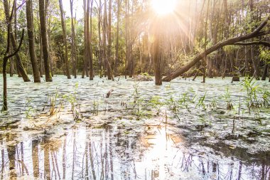 moor bataklık ormanda