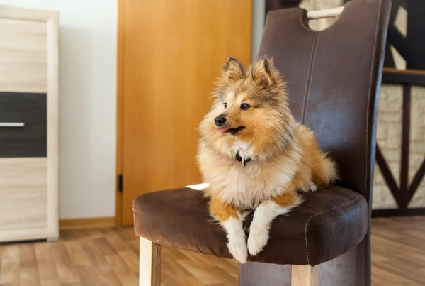 Shetland Sheepdog se encuentra en una silla marrón — Foto de Stock