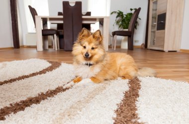 Shetland koyun yalanlar üzerine halı