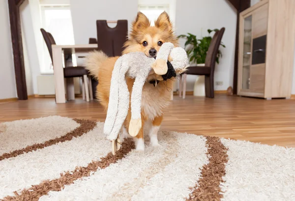 彼の犬のおもちゃシェットランド ・ シープドッグ — ストック写真