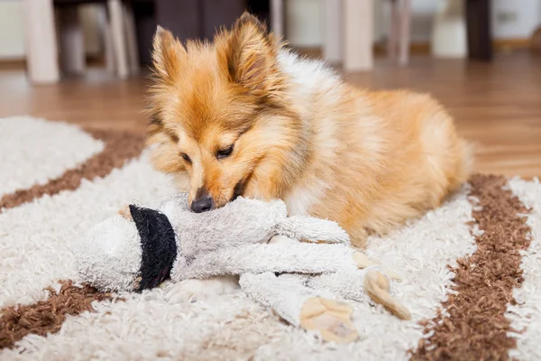 Shetland Sheepdog com seu brinquedo cão — Fotografia de Stock