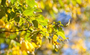 Ağaçtaki sarı sonbahar yaprakları