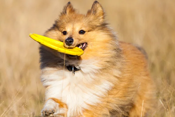 Shetland Sheepdog com um disco voador corre sobre um campo — Fotografia de Stock