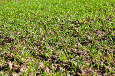 mikrop tomurcukları büyük bir alan üzerinde