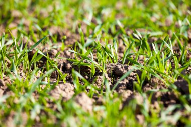 mikrop tomurcukları büyük bir alan üzerinde