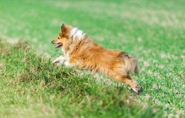 Shetland koyun üzerinde yeşil bir alana çalışır
