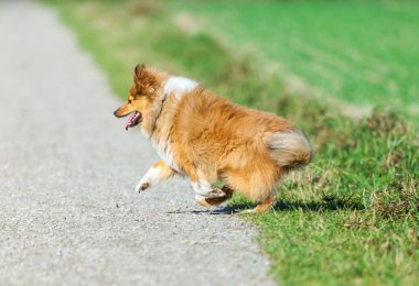 Shetland koyun bir yol üzerinde çalışır