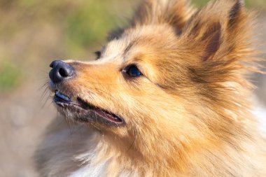 Shetland koyun onun sahibine görünüyor