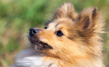 Shetland koyun onun sahibine görünüyor