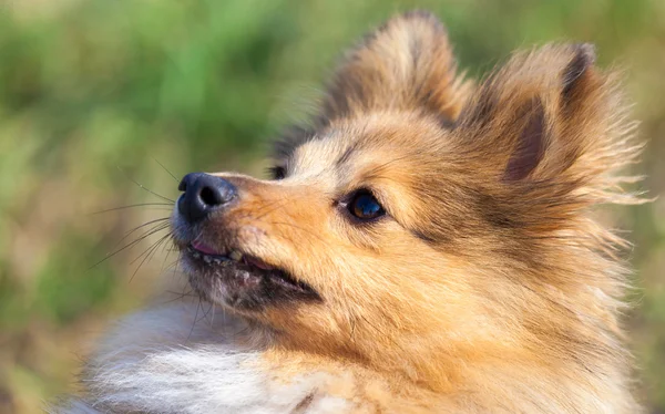 Shetland sheepdog olha para o seu proprietário — Fotografia de Stock