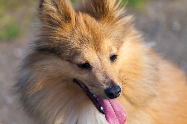 Shetland sheepdog olha para o seu proprietário — Fotografia de Stock