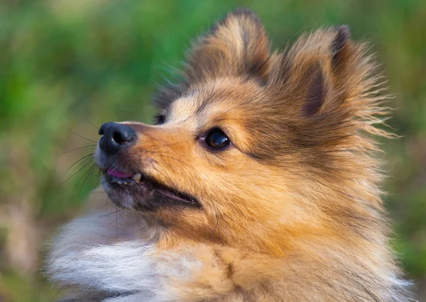 Shetland koyun onun sahibine görünüyor