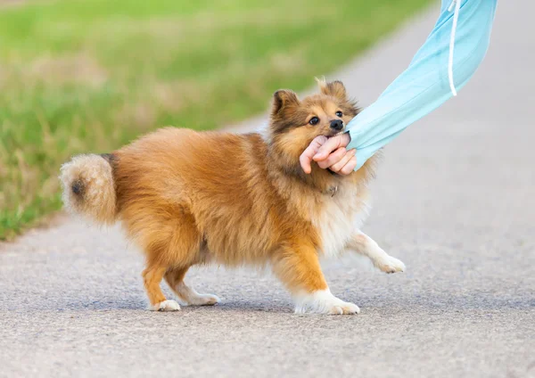 Shetland Morsi di cane da pastore in una mano umana — Foto Stock