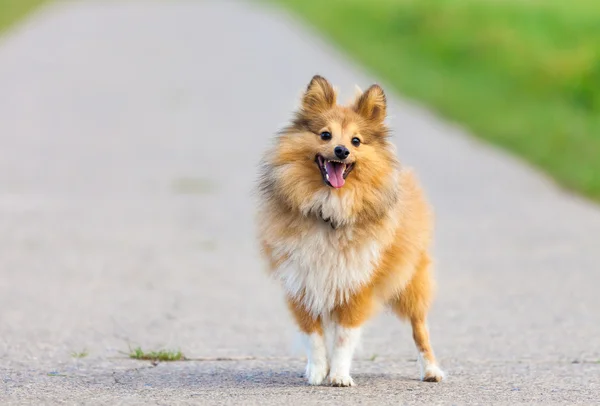 Shetland Sheepdog stands on a street — Φωτογραφία Αρχείου