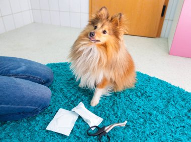 insan bandaj banyoda bir shetland koyun