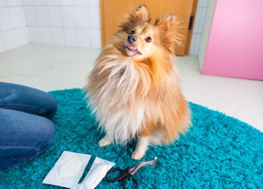 insan bandaj banyoda bir shetland koyun