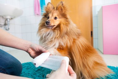 human bandage a shetland sheepdog in bathroom clipart