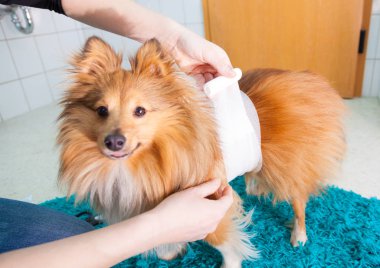 insan bandaj banyoda bir shetland koyun