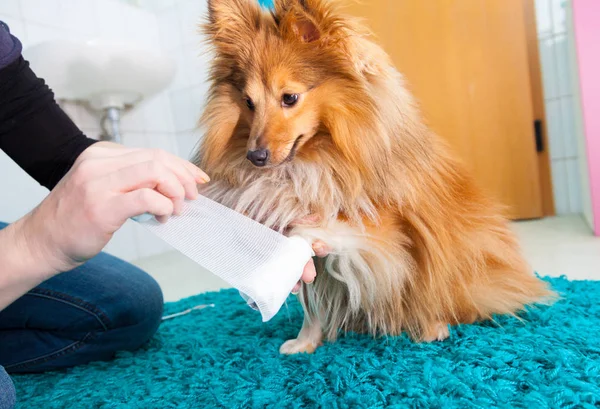 Vendaje humano un perro pastor shetland en el baño —  Fotos de Stock