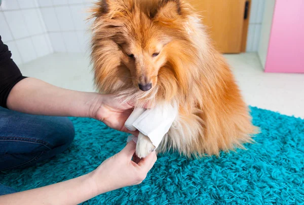 Vendaje humano un perro pastor shetland en el baño — Foto de Stock