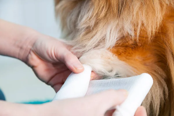 Vendaje humano un perro pastor shetland en el baño — Foto de Stock