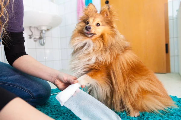 insan bandaj banyoda bir shetland koyun