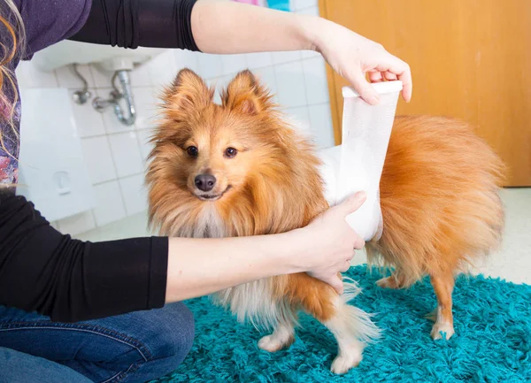 Bandagem humana um cão pastor shetland no banheiro — Fotografia de Stock