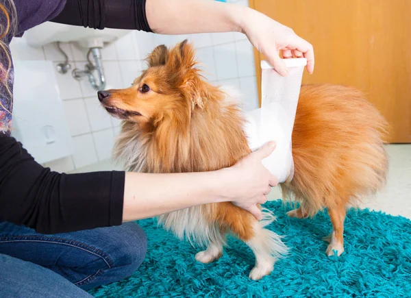 insan bandaj banyoda bir shetland koyun