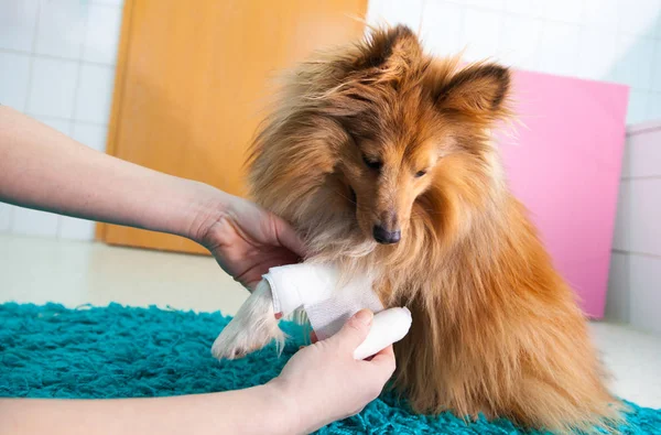 Human bandage a shetland sheepdog in bathroom — Stock Photo, Image