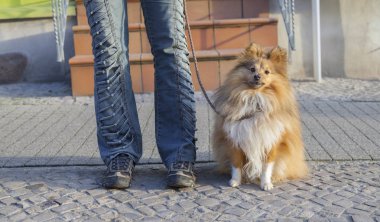 Shetland koyun sokak tasma ile oturur