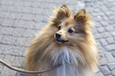 Shetland koyun sokak tasma ile oturur