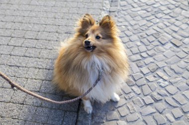 Shetland koyun sokak tasma ile oturur
