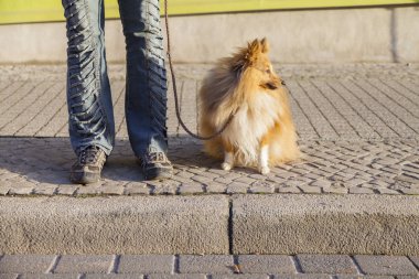 Shetland koyun sokak tasma ile oturur