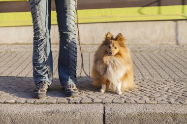 Shetland koyun sokak tasma ile oturur
