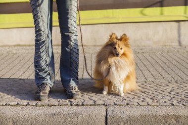Shetland koyun sokak tasma ile oturur